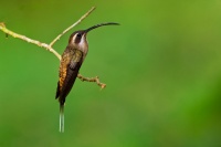Kolibrik zapadni - Phaethornis longirostris - Long-billed Hermit o5200